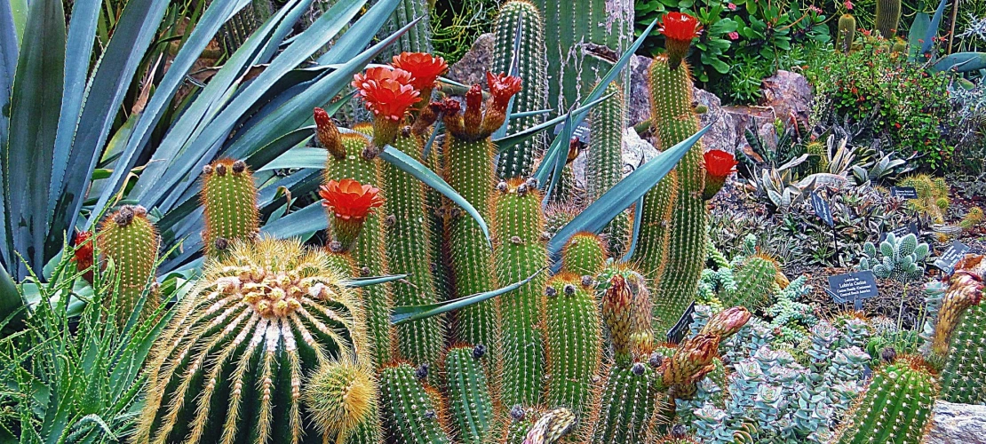 Cacti