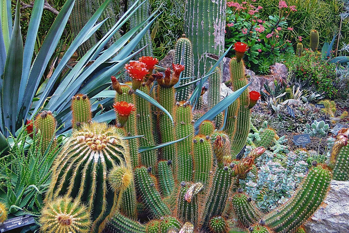 Cacti